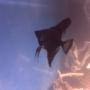 freshwater fish - pterophyllum sp. - black angel stocking in 70 gallons tank - Black angelfish