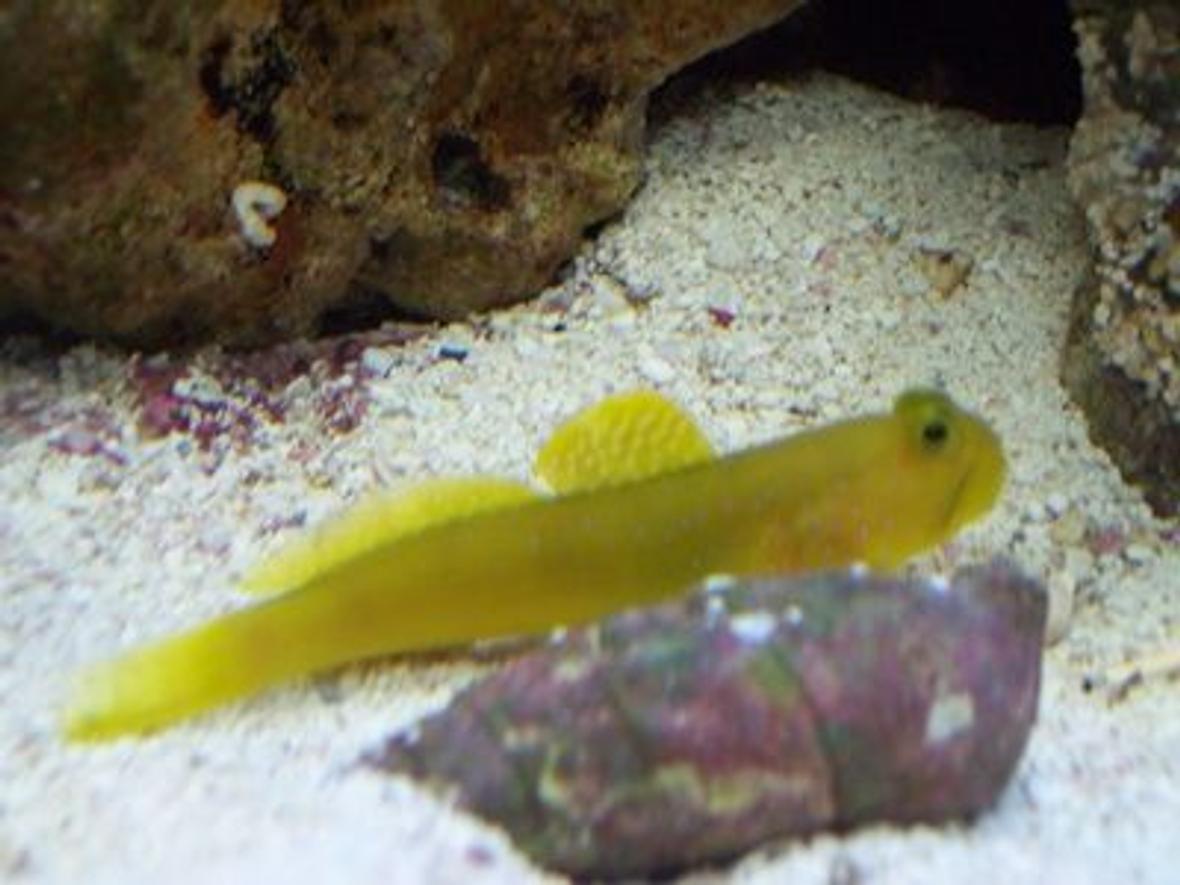 saltwater fish - cryptocentrus cinctus - yellow watchman goby stocking in 20 gallons tank - Yellow Watchmen Goby