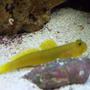 saltwater fish - cryptocentrus cinctus - yellow watchman goby stocking in 20 gallons tank - Yellow Watchmen Goby