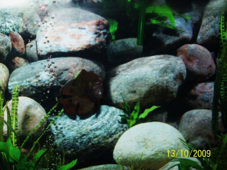 freshwater fish - astronotus ocellatus - tiger oscar stocking in 55 gallons tank - My Young Tiger Oscar smiling