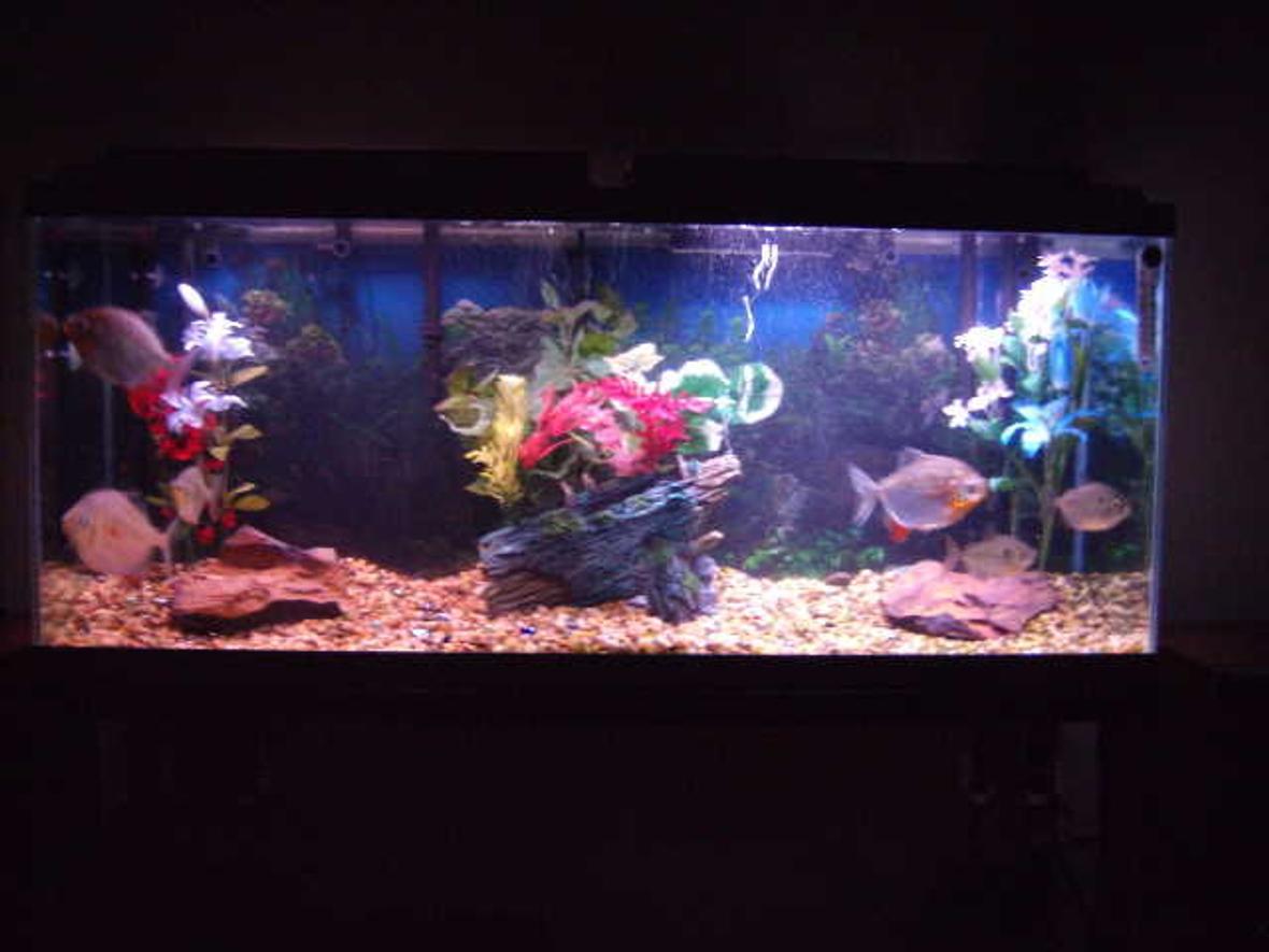 55 gallons freshwater fish tank (mostly fish and non-living decorations) - Silver Dollar tank 55 gallon
