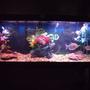 55 gallons freshwater fish tank (mostly fish and non-living decorations) - Silver Dollar tank 55 gallon