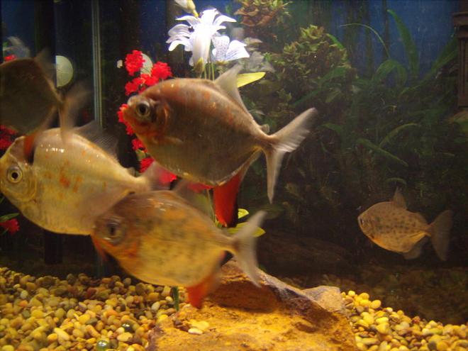 freshwater fish - metynnis argenteus - silver dollar stocking in 55 gallons tank - Silver Dollars