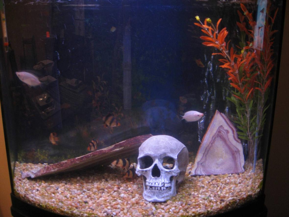 30 gallons freshwater fish tank (mostly fish and non-living decorations) - 30 gallons, 2 Clown Loaches, 3 Tiger Barbs, 2 Pink Kissing Gouramis, and an Albino Shark