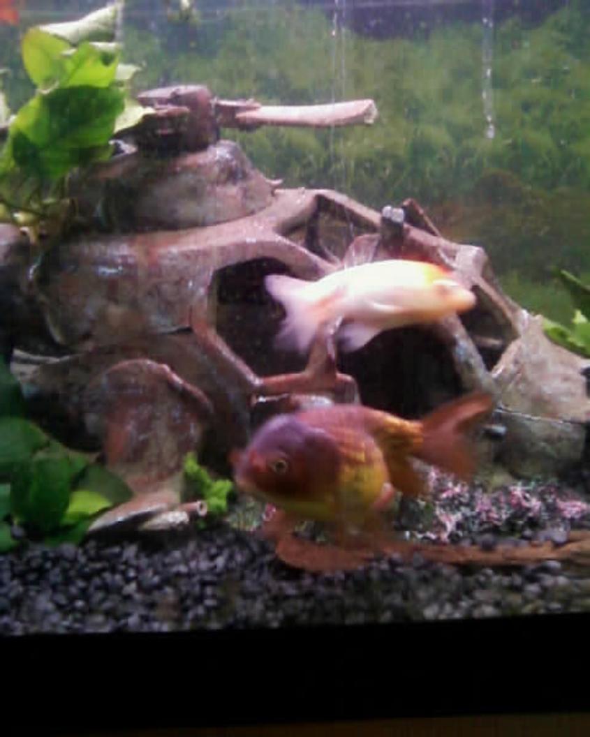 Rated #277: Freshwater Fish - Carassius Auratus - Ranchu Goldfish Stocking In 55 Gallons Tank - A couple of my ranchus hanging out in front of their chopper.