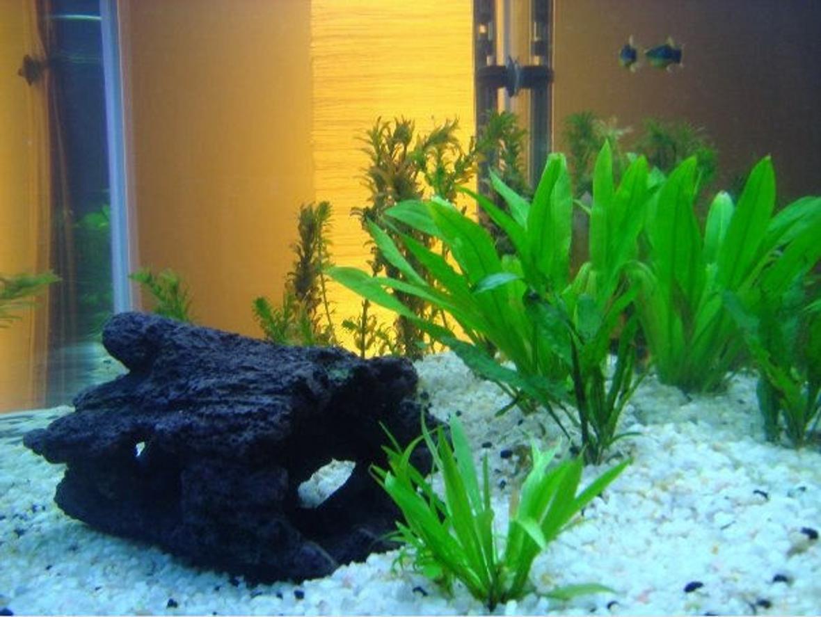 28 gallons planted tank (mostly live plants and fish) - 29 gallon bowfront. Several live plant species, re arranged recently... debating on taking out the log and puttn a rock arrangement in. 4 Mollies and 1 Fry reside within the tank. 2x24w T5HO corallife lights, along with 1 CFL 20w.