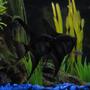 freshwater fish - pterophyllum sp. - black angel stocking in 28 gallons tank - My black beauties (Angelfish). I'm estimating that they are about 6 months old..