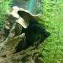 freshwater fish - pterophyllum sp. - black angel stocking in 30 gallons tank - My black angel fish. Around 8-10months old