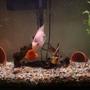 freshwater fish - heros severus x amphilophus citrinellum - blood parrot stocking in 26 gallons tank - Blood Parrot Cichlid