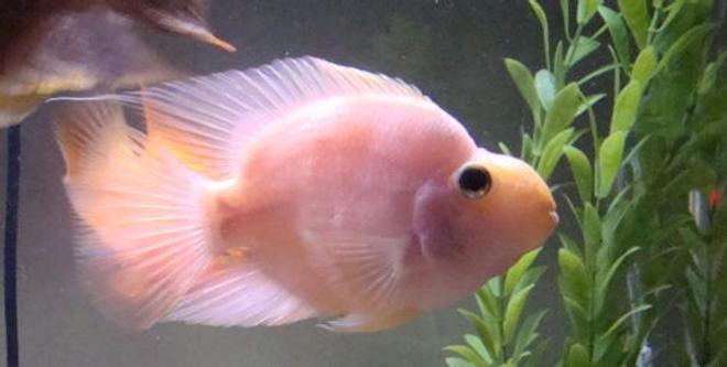 freshwater fish - heros severus x amphilophus citrinellum - blood parrot stocking in 26 gallons tank - Blood Parrot Cichlid