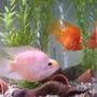 freshwater fish - heros severus x amphilophus citrinellum - blood parrot stocking in 26 gallons tank - Blood Parrot Cichlid