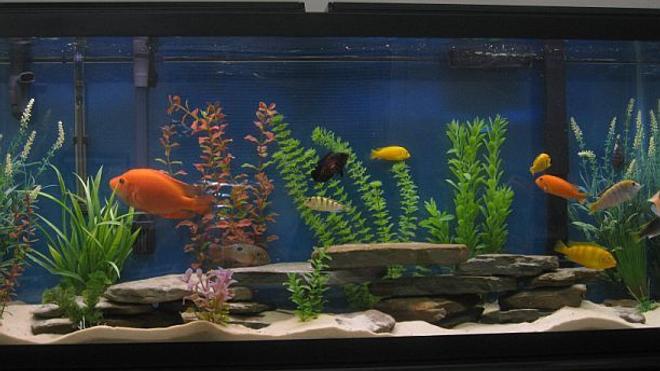 55 gallons freshwater fish tank (mostly fish and non-living decorations) - 55 Gallon Assorted Cichlid Tank