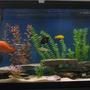55 gallons freshwater fish tank (mostly fish and non-living decorations) - 55 Gallon Assorted Cichlid Tank