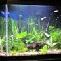 34 gallons freshwater fish tank (mostly fish and non-living decorations) - update all live plants