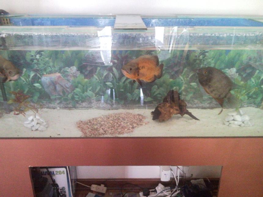 Rated #433: 150 Gallons Freshwater Fish Tank - My new tank in progress. Still needs canopy and door for base.
1.5m x 0.5m x 0.5m