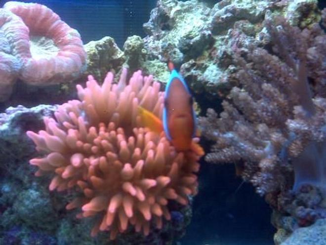 corals inverts - entacmaea quadricolor - rose bulb anemone stocking in 40 gallons tank - clown fish
