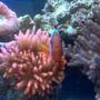 corals inverts - entacmaea quadricolor - rose bulb anemone stocking in 40 gallons tank - clown fish