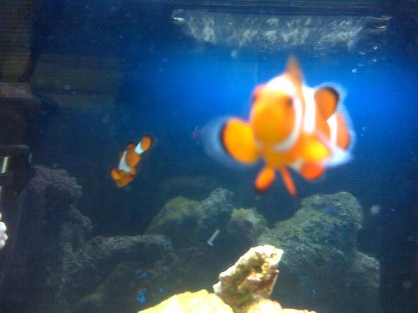 Rated #87: Saltwater Fish - Amphiprion Percula - True Percula Clownfish Stocking In 40 Gallons Tank - nemo