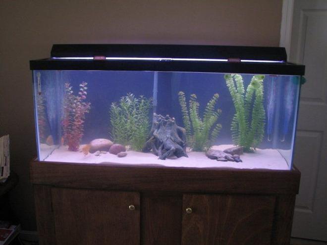 75 gallons freshwater fish tank (mostly fish and non-living decorations) - This is my remodeled 75 gallon freshwater tank.