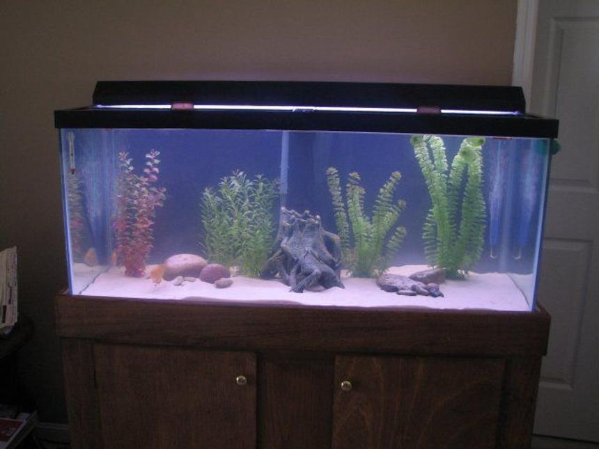 Rated #2824: 75 Gallons Freshwater Fish Tank - This is my remodeled 75 gallon freshwater tank.