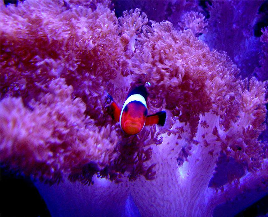 Rated #4: Saltwater Fish - Amphiprion Ocellaris - Ocellaris Clownfish Stocking In 55 Gallons Tank - A.Ocellaris