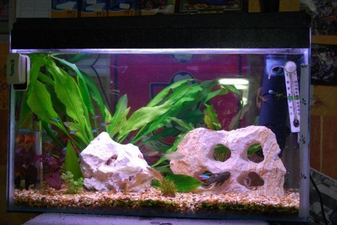 15 gallons freshwater fish tank (mostly fish and non-living decorations) - My tanks current setup.