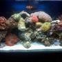 40 gallons reef tank (mostly live coral and fish) - tank! take 2!