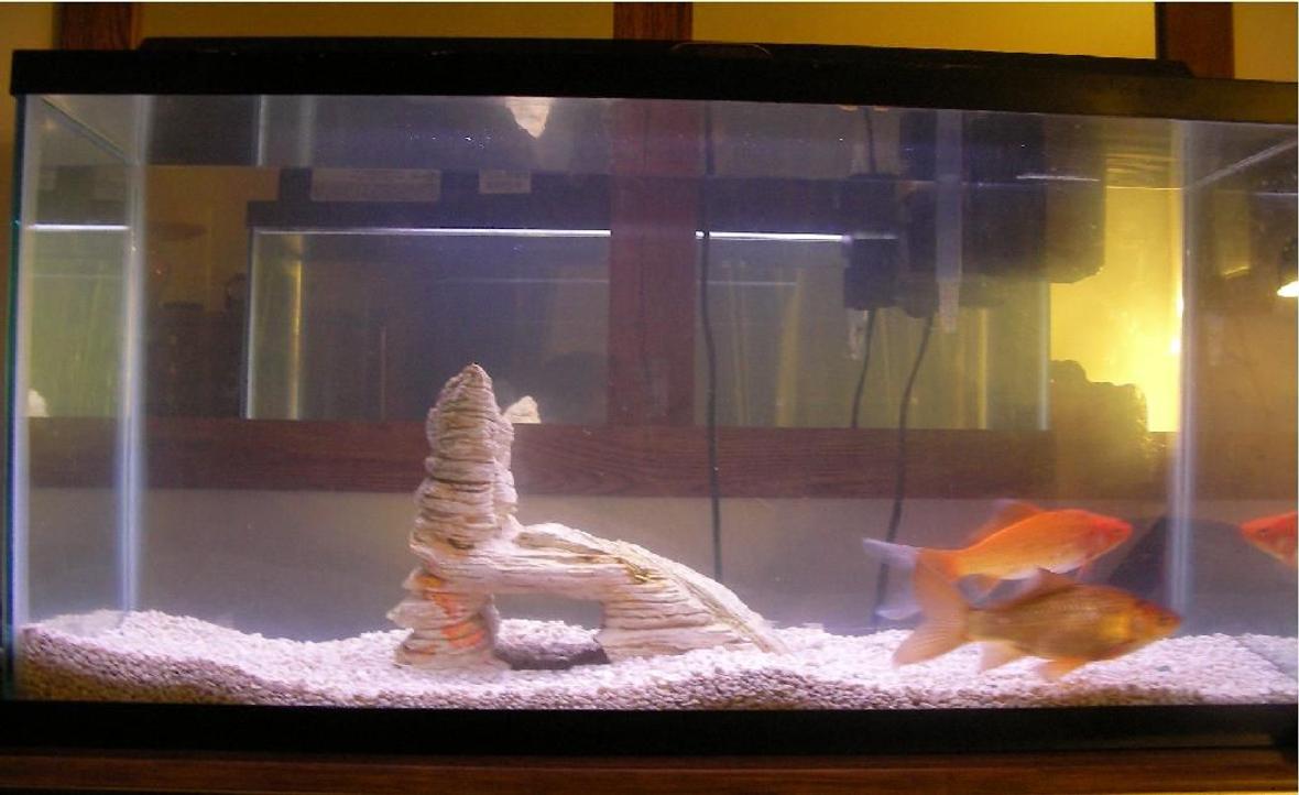 30 gallons freshwater fish tank (mostly fish and non-living decorations) - 30 gallon tank I just started working on. At the moment it only has two comet goldfish in it. The gold one is Sherbert and the other is Copper. I plan on replacing these two with many neon tetras and some plants. Its not finished but i plan for it to be done within like a week or two.