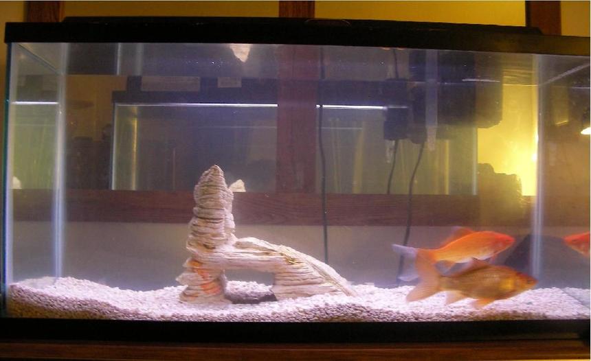 Rated #4262: 30 Gallons Freshwater Fish Tank - 30 gallon tank I just started working on. At the moment it only has two comet goldfish in it. The gold one is Sherbert and the other is Copper. I plan on replacing these two with many neon tetras and some plants. Its not finished but i plan for it to be done within like a week or two.