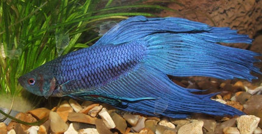Rated #44: Freshwater Fish - Betta Splendens - Betta - Male Stocking In 15 Gallons Tank - My Siamese fighter, Pirate