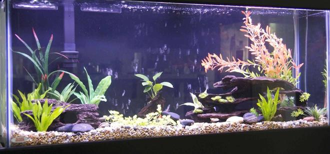 55 gallons planted tank (mostly live plants and fish) - 55 gallon tank. 4 goldfish 1 rubber nose pleco. Three amazon sword plants and one anubias on a piece of drift wood. Mostly fake plants and fake wood.