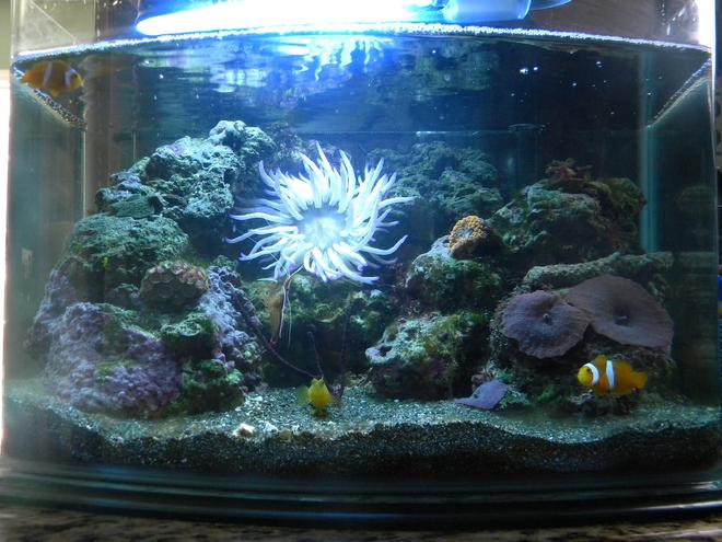 3 gallons reef tank (mostly live coral and fish) - 3 gallon reef tank