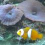 corals inverts - actinodiscus sp. - blue mushroom stocking in 3 gallons tank - mushroom coral and clownfish
