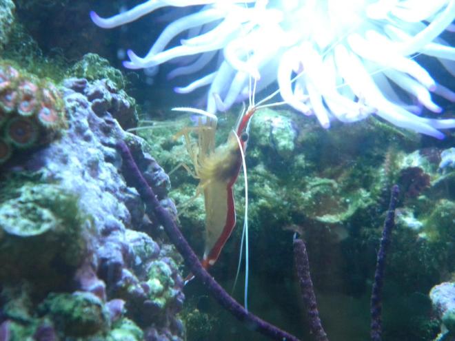 corals inverts - lysmata amboinensis - scarlet skunk cleaner shrimp stocking in 3 gallons tank - skunk cleaner shrimp and purple gorgonia