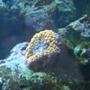 corals inverts - ricordea florida - ricordea mushroom, gold/orange stocking in 3 gallons tank - ricordea