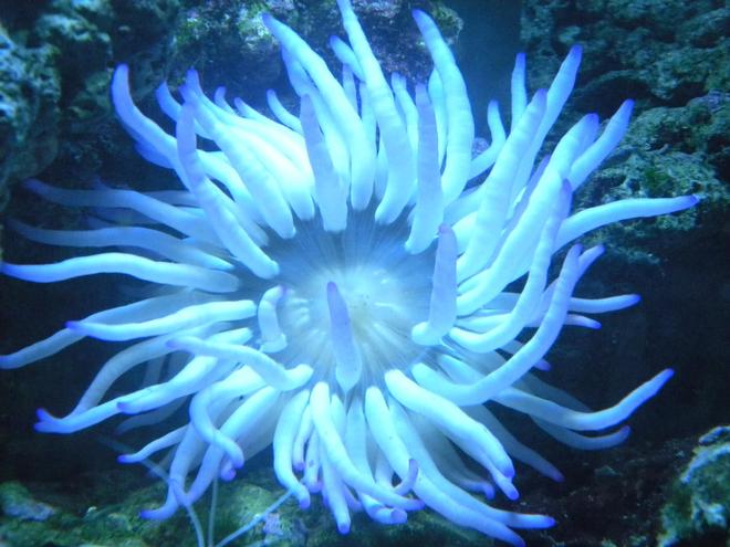 corals inverts - condylactis gigantea - condy anemone stocking in 3 gallons tank - condylactis anemone