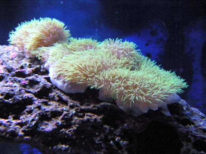 corals inverts - briareum sp. - starburst polyp stocking in 28 gallons tank - Green Star Polyp