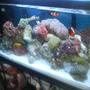 fish tank picture - side veiw