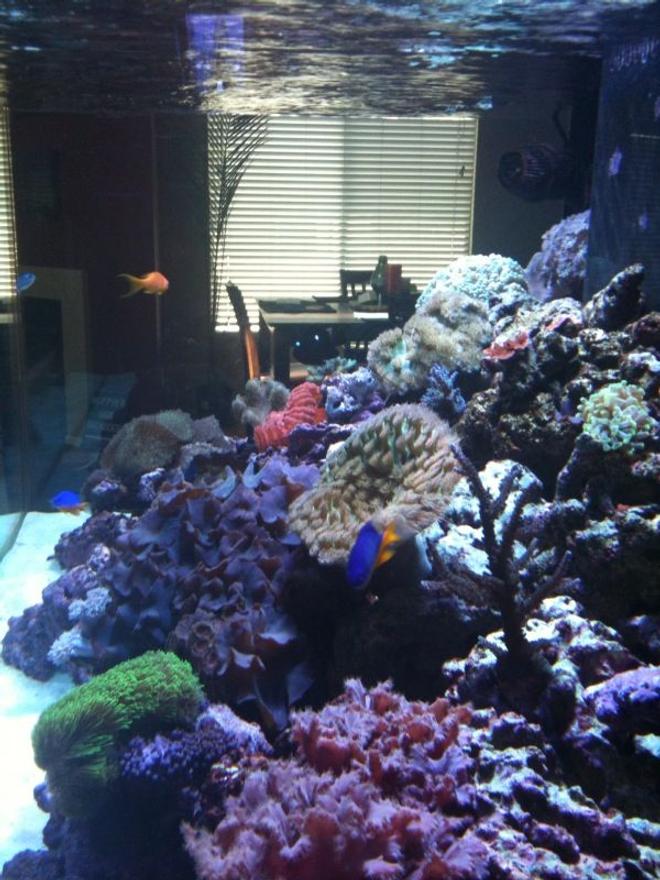 180 gallons reef tank (mostly live coral and fish) - Sorry about the pic. It was snapped with an Iphone camera and then emailed to me. You get the idea tho.