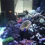 180 gallons reef tank (mostly live coral and fish) - Sorry about the pic. It was snapped with an Iphone camera and then emailed to me. You get the idea tho.
