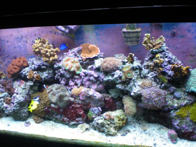 75 gallons reef tank (mostly live coral and fish)