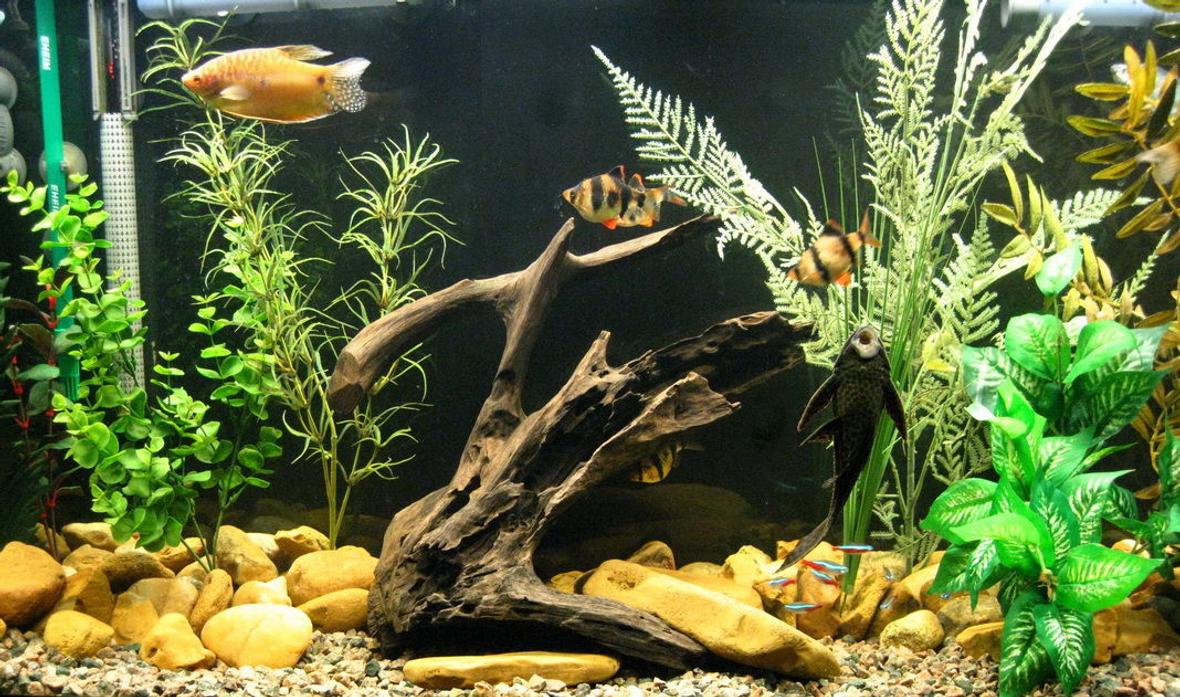 fish tank picture - Same Tank as before with new inhabitants. I had to get rid of my Oscars, they got too big and were eating every other fish in site. Little more serene tank now and a few new silk plants.