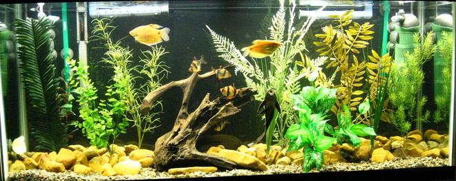 55 gallons freshwater fish tank (mostly fish and non-living decorations) - Full Tank View