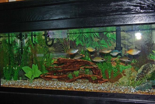 55 gallons freshwater fish tank (mostly fish and non-living decorations) - 75 gallon freshwater with rainbows and barbs.