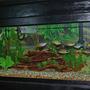 55 gallons freshwater fish tank (mostly fish and non-living decorations) - 75 gallon freshwater with rainbows and barbs.