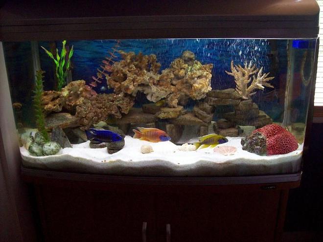 55 gallons freshwater fish tank (mostly fish and non-living decorations) - africans