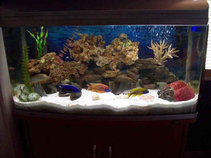 Rated #47: 55 Gallons Freshwater Fish Tank - africans