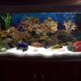 55 gallons freshwater fish tank (mostly fish and non-living decorations) - africans