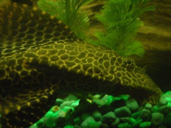 freshwater fish - glyptoperichthys gibbiceps - sailfin pleco (l-83) stocking in 55 gallons tank - Close up of my pleco Marvin