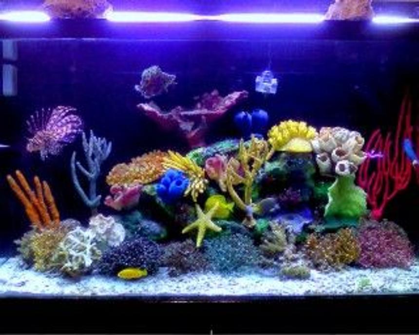 Rated #7: 120 Gallons Saltwater Fish Tank - My renovaded tannk !!!!!! new stuff to make even better !!!!!